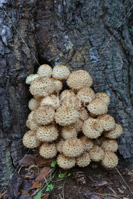 Shaggy Scalycap (Pholiota squarrosa)