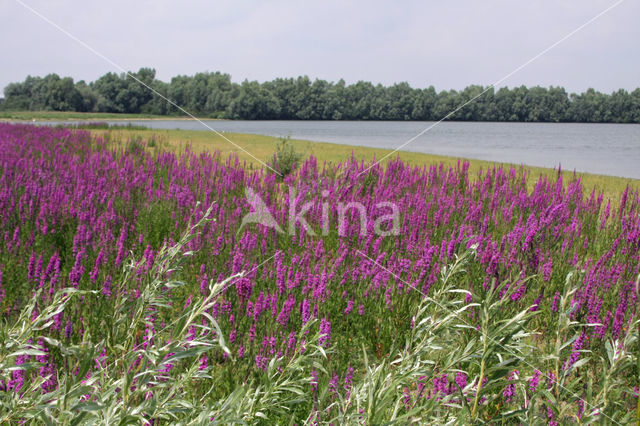 Purple Loosestrife (Lythrum salicaria)