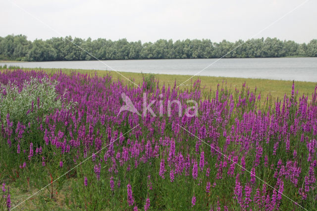 Purple Loosestrife (Lythrum salicaria)