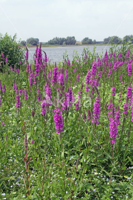 Gewone kattenstaart (Lythrum salicaria)