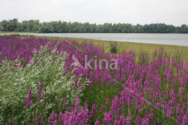 Purple Loosestrife (Lythrum salicaria)