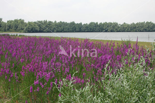 Gewone kattenstaart (Lythrum salicaria)