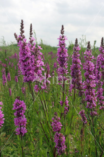 Purple Loosestrife (Lythrum salicaria)