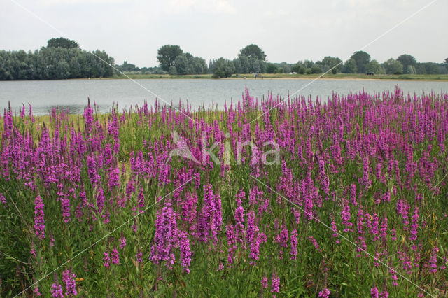 Purple Loosestrife (Lythrum salicaria)