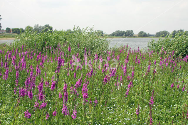 Gewone kattenstaart (Lythrum salicaria)