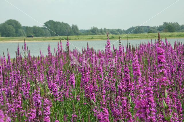 Gewone kattenstaart (Lythrum salicaria)