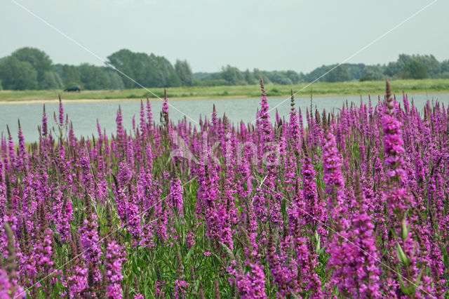 Purple Loosestrife (Lythrum salicaria)