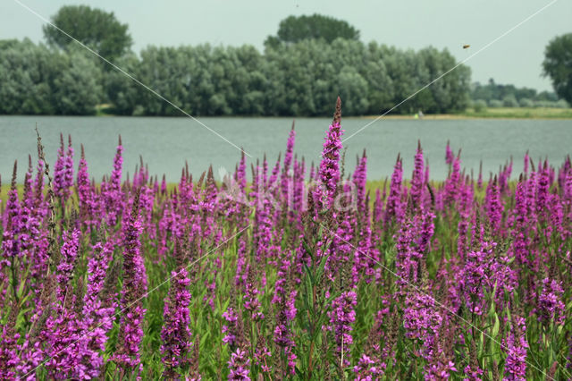 Purple Loosestrife (Lythrum salicaria)