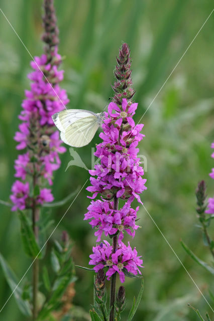 Purple Loosestrife (Lythrum salicaria)