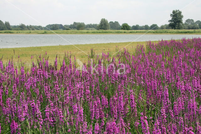 Purple Loosestrife (Lythrum salicaria)