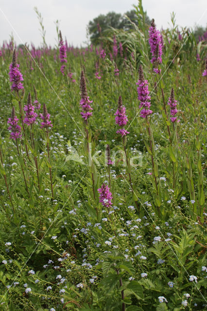 Gewone kattenstaart (Lythrum salicaria)