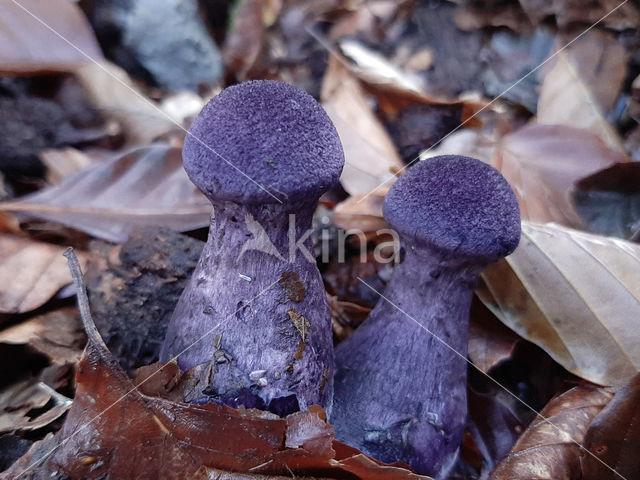 Violette gordijnzwam (Cortinarius violaceus)