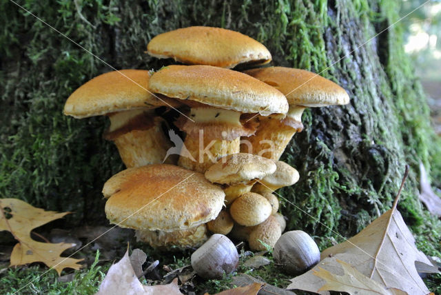 Giant Flame Cap (Gymnopilus junonius)