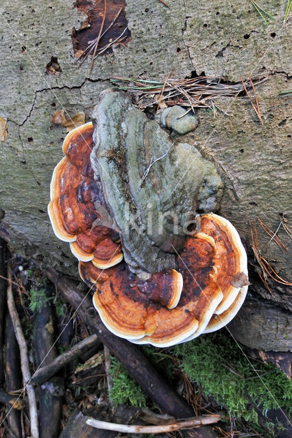 Red Banded Polypore (Fomitopsis pinicola)