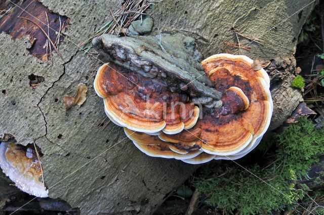 Red Banded Polypore (Fomitopsis pinicola)