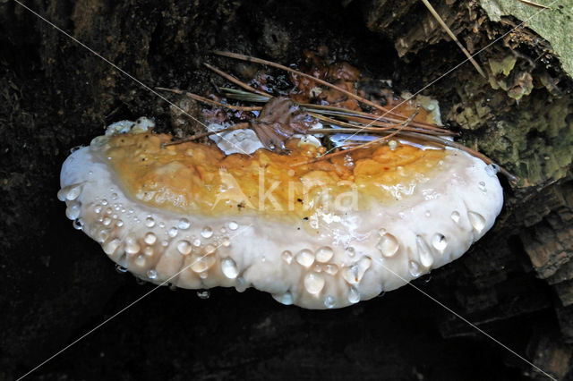 Red Banded Polypore (Fomitopsis pinicola)