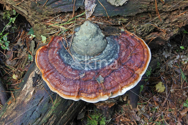 Red Banded Polypore (Fomitopsis pinicola)