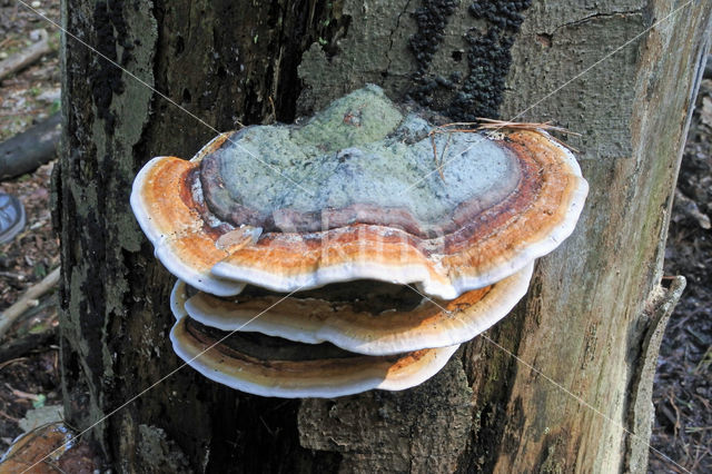 Red Banded Polypore (Fomitopsis pinicola)