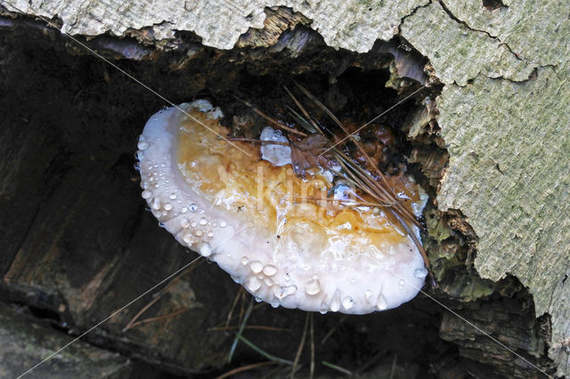 Red Banded Polypore (Fomitopsis pinicola)