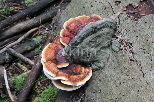 Red Banded Polypore (Fomitopsis pinicola)