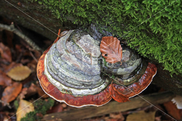 Echte tonderzwam (Fomes fomentarius)