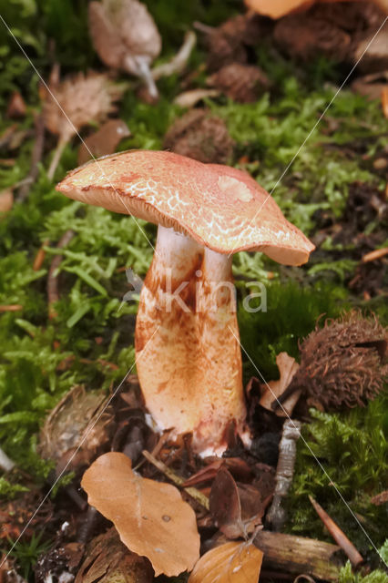 Roodschubbige gordijnzwam (Cortinarius bolaris)