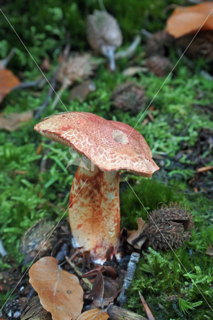 Roodschubbige gordijnzwam (Cortinarius bolaris)