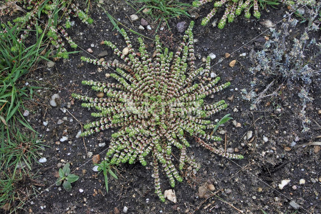 Coral Necklace (Illecebrum verticillatum)