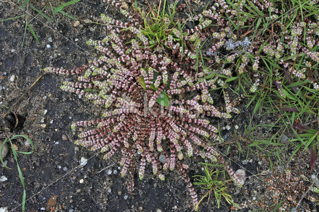 Coral Necklace (Illecebrum verticillatum)