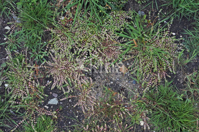 Coral Necklace (Illecebrum verticillatum)