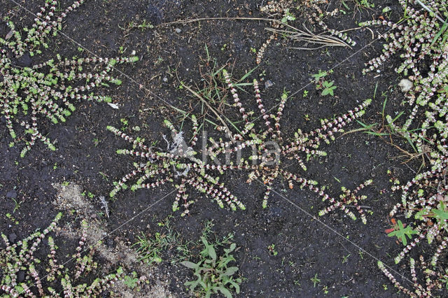 Coral Necklace (Illecebrum verticillatum)