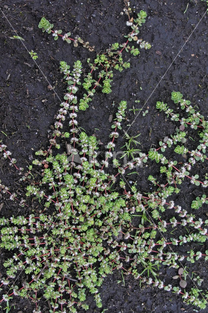 Coral Necklace (Illecebrum verticillatum)