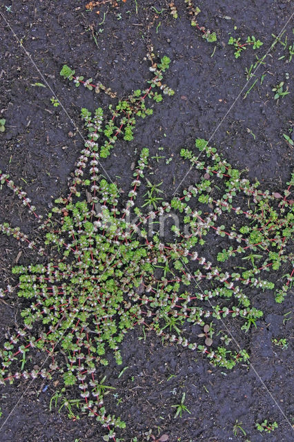 Coral Necklace (Illecebrum verticillatum)