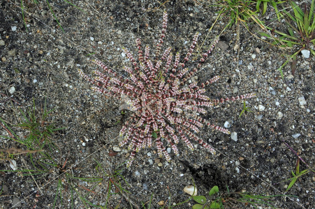 Coral Necklace (Illecebrum verticillatum)