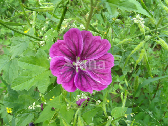 Tuinkaasjeskruid (Malva sylvestris forma rosea)