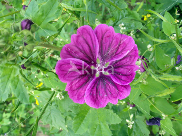 Malva sylvestris forma rosea