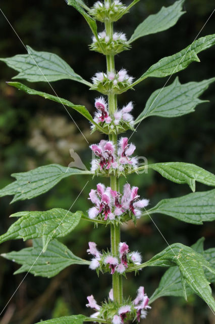 Hartgespan (Leonurus cardiaca)