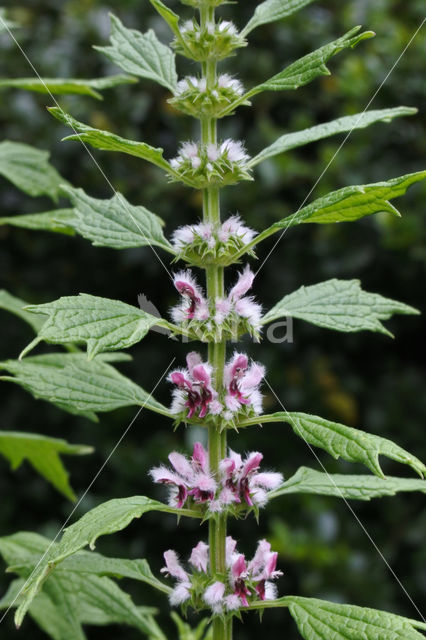 Motherwort (Leonurus cardiaca)