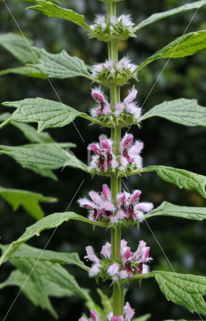 Hartgespan (Leonurus cardiaca)