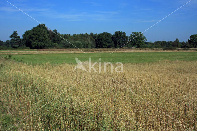 Cultivated Oat (Avena sativa)