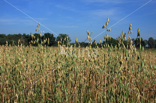 Cultivated Oat (Avena sativa)