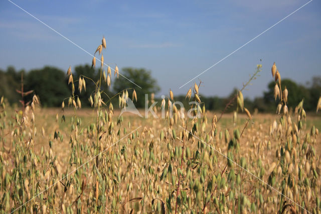 Cultivated Oat (Avena sativa)