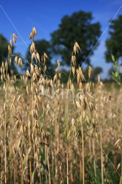 Cultivated Oat (Avena sativa)