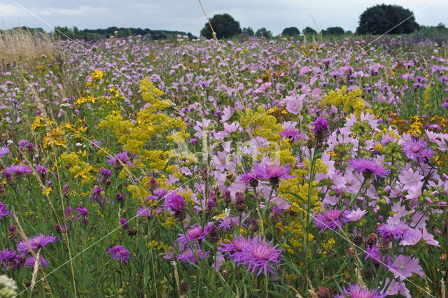 Grote centaurie (Centaurea scabiosa)