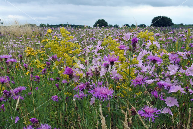 Greater Knapweed (Centaurea scabiosa)