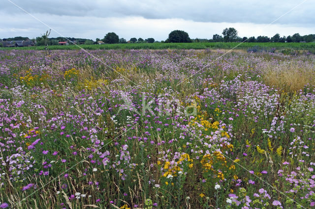 Greater Knapweed (Centaurea scabiosa)