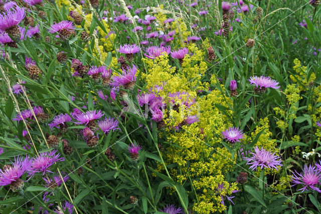 Greater Knapweed (Centaurea scabiosa)