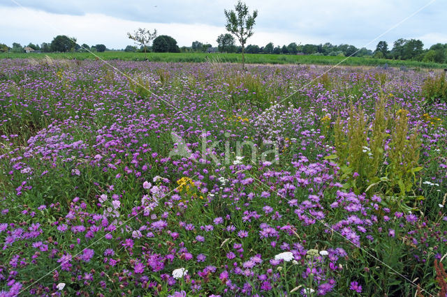 Greater Knapweed (Centaurea scabiosa)