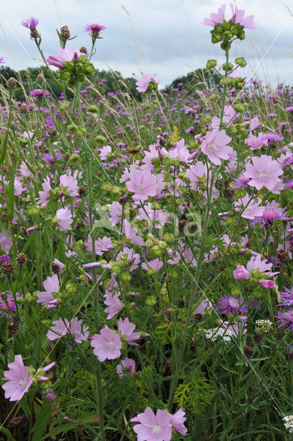 Mallow (Malva spec)