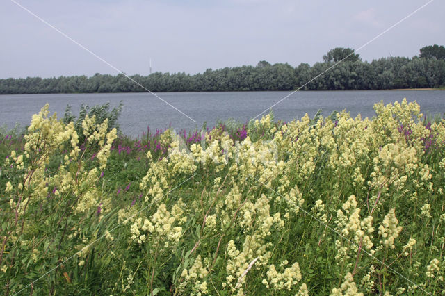 Poelruit (Thalictrum flavum)